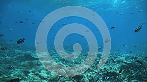 School of Indo-Pacific sergeant, Abudefduf vaigiensis, swims over coral reef