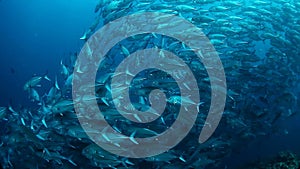 School of Jack fish swirling in a depth