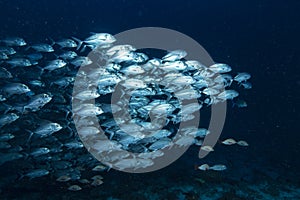 School of jackfish, Raja Ampat Indonesia