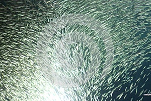 A school of Japanese sardine or Japanese pilchard