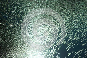 A school of Japanese sardine or Japanese pilchard