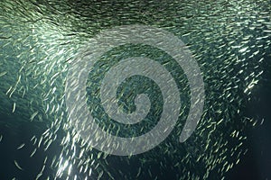 A school of Japanese sardine or Japanese pilchard