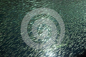 A school of Japanese sardine or Japanese pilchard