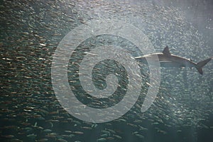 A school of Japanese sardine and shark