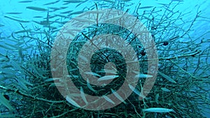 School of juvenile Barracudas hides in mangroves. Yellow-tail Barracuda, Sphyraena flavicauda.