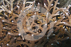 School of juvenile fish in coral home off Balicasag Island, Bohol Philippines