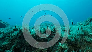 School of juvenile Mediterranean chromis fish Chromis chromis swims over rocky seabed covered with Brown Seaweed Cystoseira. C