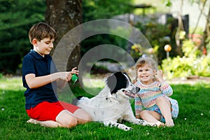 School kid boy and little toddler girl playing with family dog in garden. Two children, adorable siblings having fun