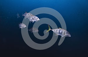 School of kingfish tuna swimming underwater