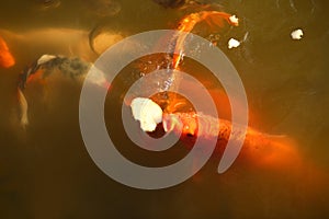 School of koi carp fish fighting for bread in the pond