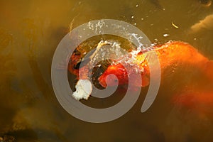School of koi carp fish fighting for bread in the pond