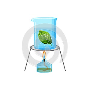 School laboratory experiment of boiling green leaf in water. Starch or photosynthesis test.