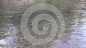 a school of large adult salmon swiming around a river