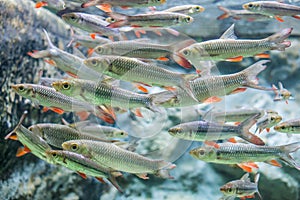 School of Leptobarbus hoevenii in aquarium fish tank