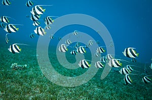 school of long fin banner fish