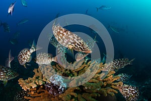 A school of long-nose Emperor fish in hunting textures swarm on a hard coral on a tropical reef