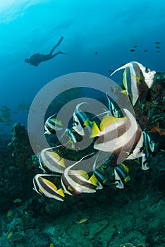 A school of longfin banner fish