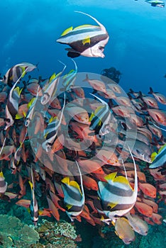 A school of longfin bannerfish swimming alongside red snappers along a coral reef