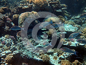 School of longnose parrotfish over coral reef in Red Sea