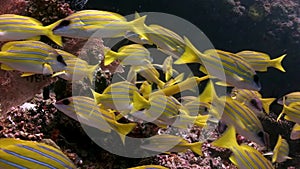 School of Lucian fish striped snappers underwater amazing seabed in Maldives.