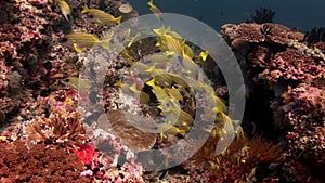 School of lucian fish underwater on background of amazing seabed in Maldives.