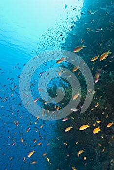 School of Lyretail anthias on a tropical reef photo