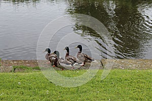 A school of mallard ducks walking along the Leeds and Liverpool canal.