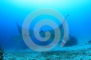 School of manta rays