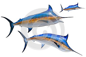 School of marlin fish isolated on white background photo