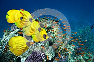 School of Masked Butterfly Fish photo