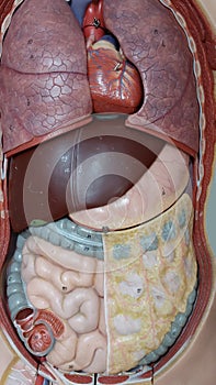 schoolmodel of human organs photo