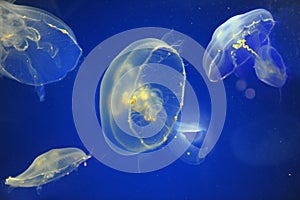 School of Moon Jellyfish photo