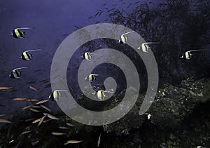 A school of Moorish Idols passing along the side of a ship wreck