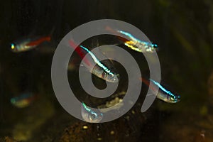 School of Neon tetra Paracheirodon innesi aquarium fish