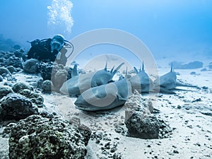 A school of nurse sharks and a diver behind them relax on the sandy bottom of the Indian Ocean