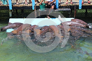 A school of nurse sharks looking for food from an aquarium keeper