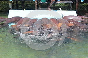 A school of nurse sharks in an outdoor aquarium on the coast of Colombia