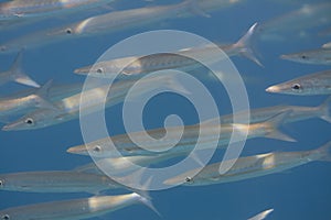 School of Obtuse barracuda (Sphyraena obtusata) in Andaman sea photo