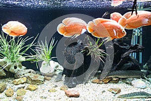 School of orange fish swimming in aquarium