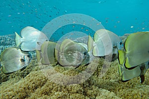 A School of Orbicular Batfish in Palau