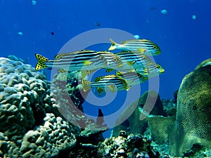 School of Oriental Sweetlips or Gruntfish