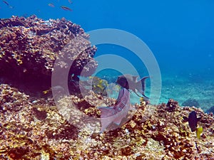 School of parrot fish and striped fish