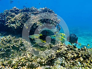 School of parrot fish and striped fish