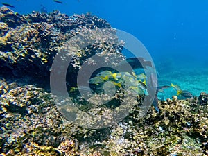 School of parrot fish and striped fish