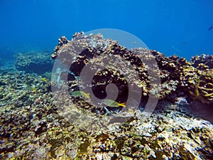 School of parrot fish and striped fish