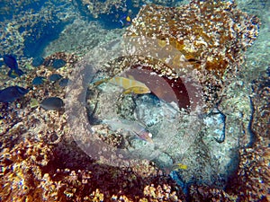 School of parrot fish and surgeon fish