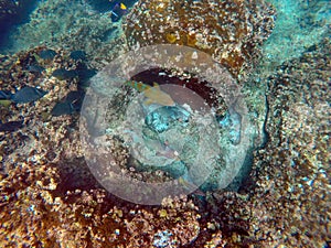 School of parrot fish and surgeon fish