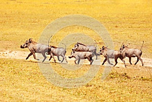 School of Phacochoerus warthogs running in savanna