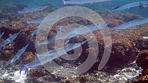 School of photo needlefish or Belonidae hunting on a coral reef. Snorkeling scuba and diving background. Underwater photo