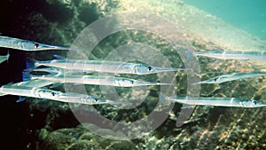 School of photo needlefish or Belonidae hunting on a coral reef. Snorkeling scuba and diving background. Underwater photo
